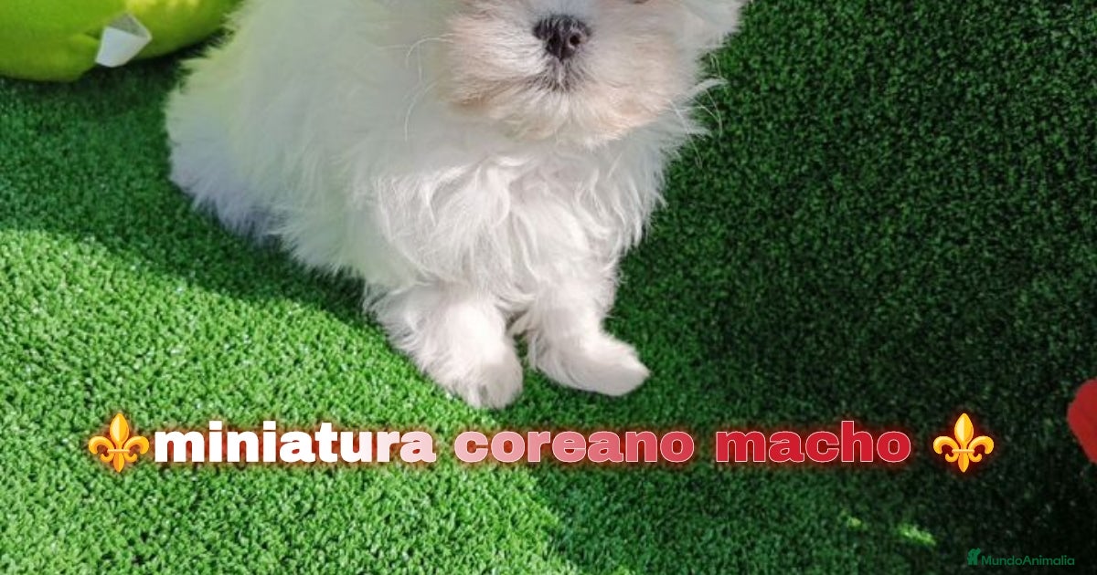 Atención 🚨🚨💯 coreano super mini maltés ositos en venta en Orihuela ...