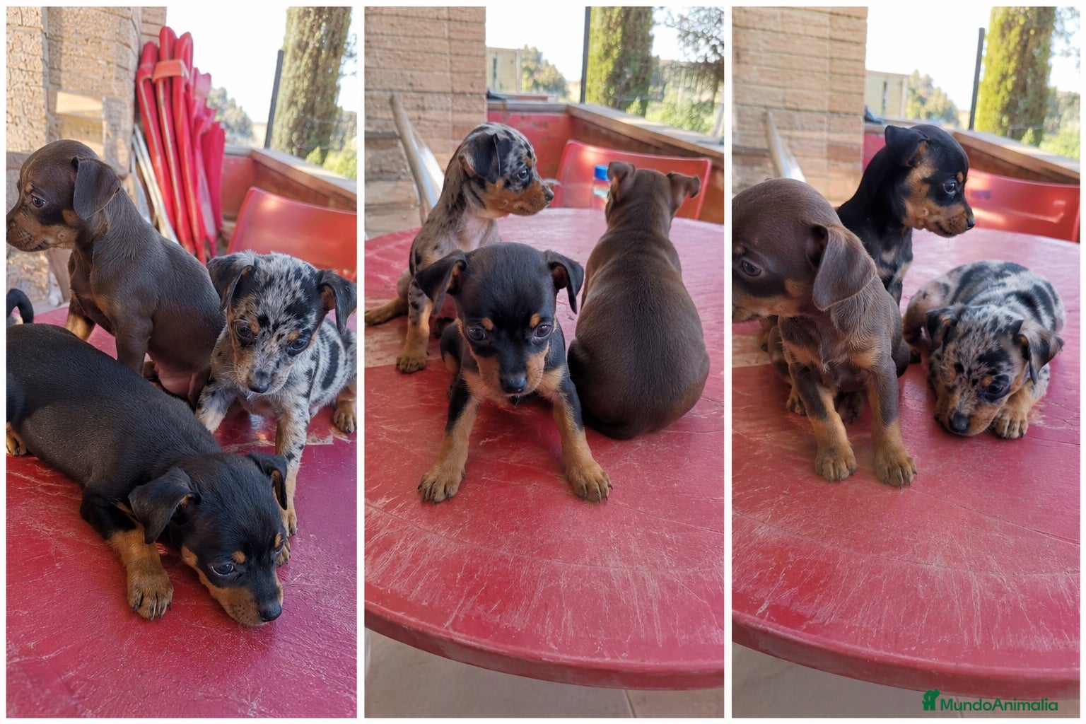 Pinscher Miniatura perros PINSCHEr miniatura - MALAGA - MARBELLA  - Anuncio 8
