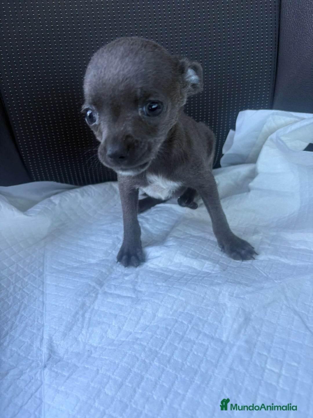 Chihuahua perros en venta: Chihuahua toy blue - Anuncio 8