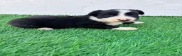 Border Collie perros en venta: Border Collie - Anuncio 12