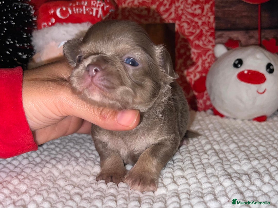 Chihuahua perros en venta: CHIHUAHUA PELO LARGO TRICOLOR LILAC  - Anuncio 3