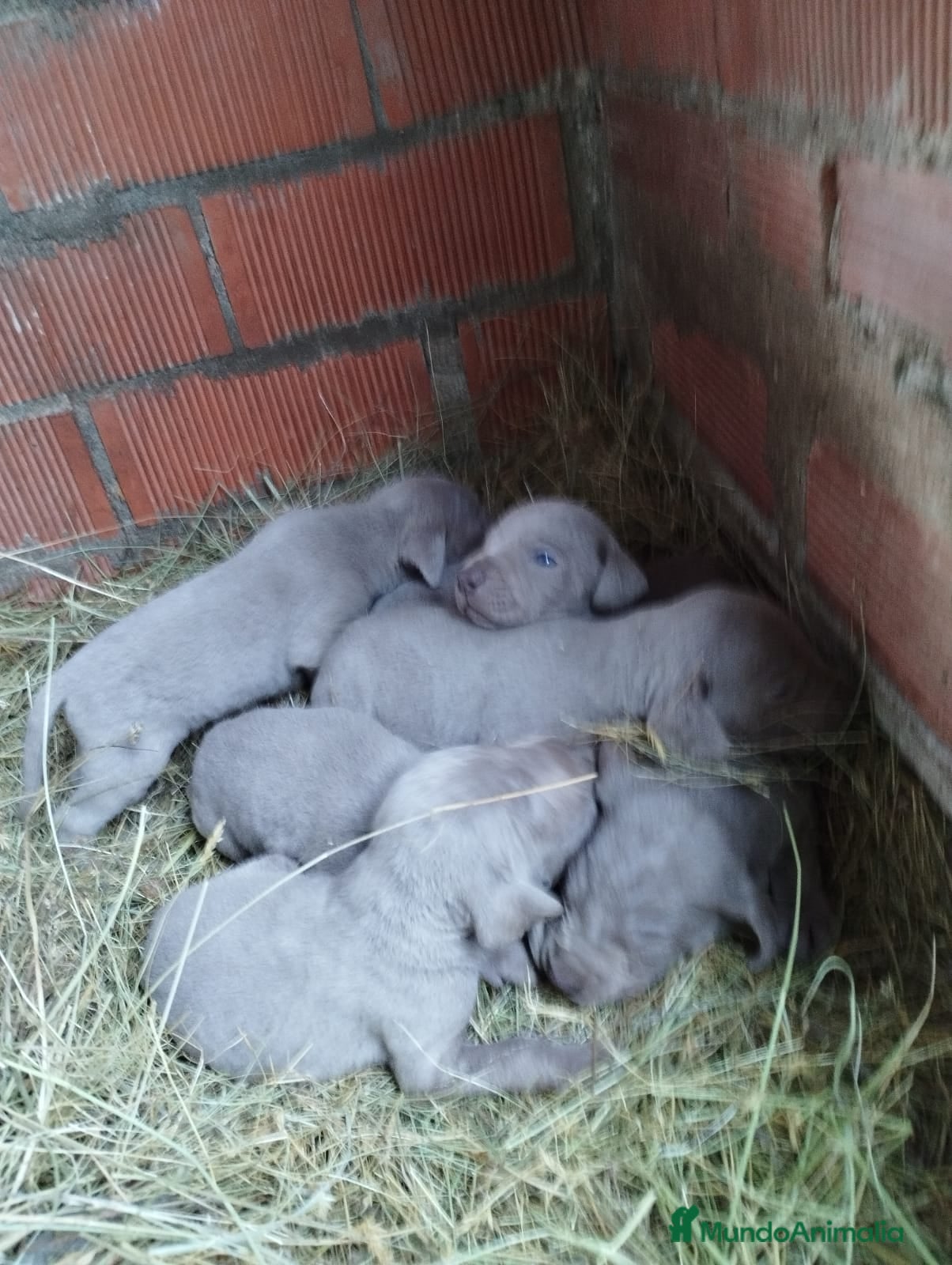 Weimaraner perros Braco de Weimar para reservar  - Anuncio 12