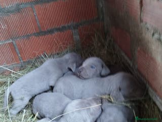 Weimaraner perros Braco de Weimar para reservar - Anuncio 16
