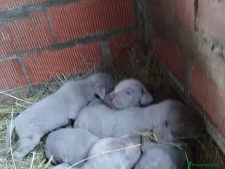 Weimaraner perros Braco de Weimar para reservar - Anuncio 20