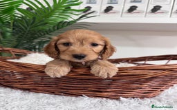 Otras razas perros en venta: COCKAPOO - Imagen 7