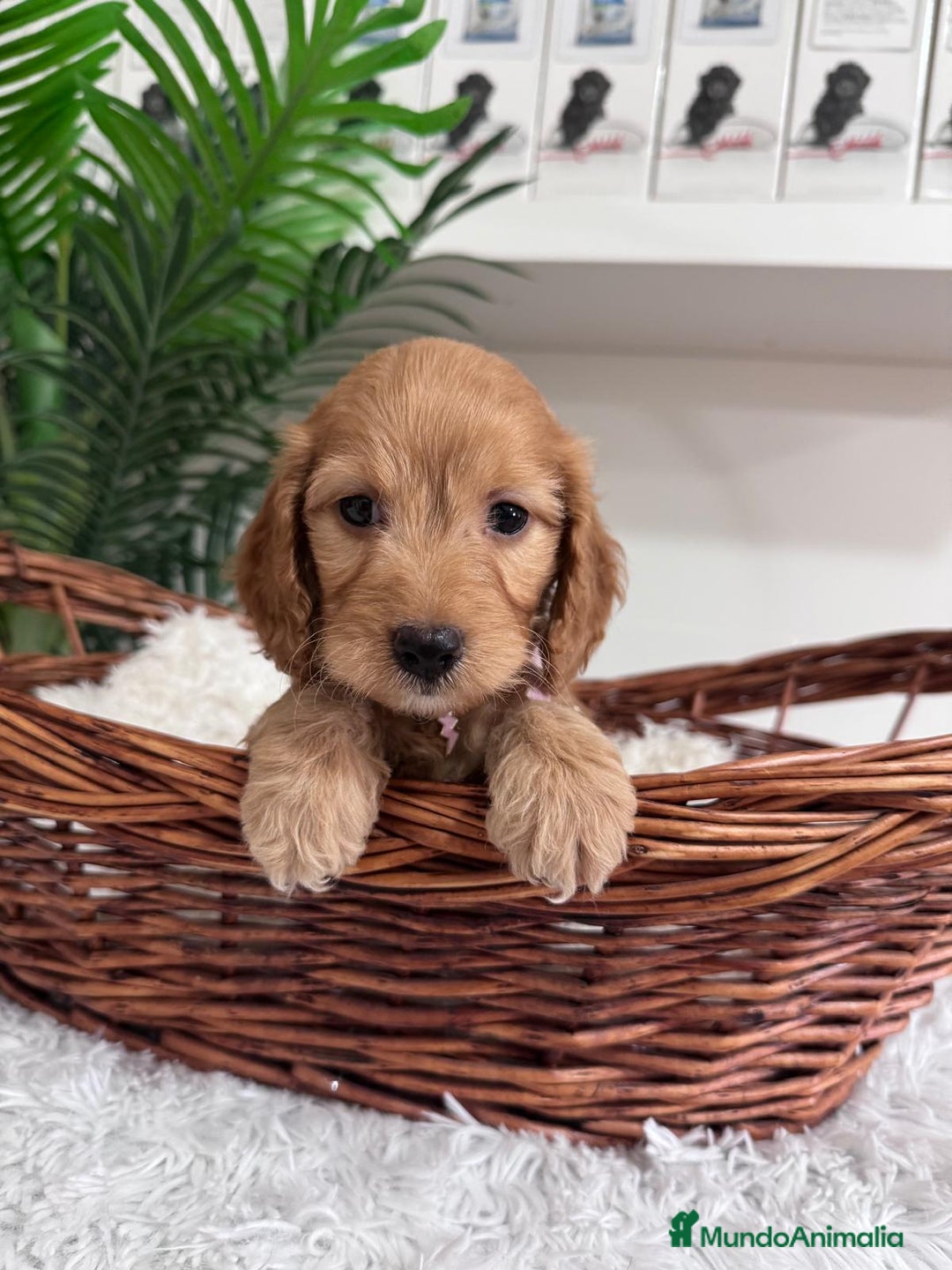 Otras razas perros en venta: COCKAPOO - Imagen 7