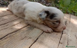 Border Collie perros en venta: Border collie chocolate y merle - Imagen 15