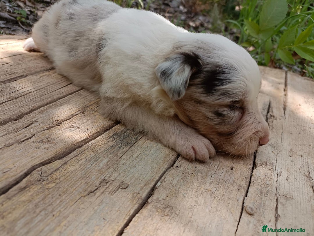 Border Collie perros en venta: Border collie chocolate y merle - Imagen 15