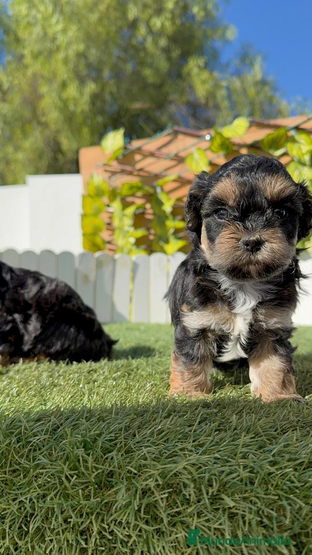 Raza Mixta perros en venta: YORKIPOO - Imagen 4