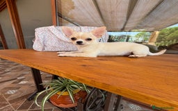 Chihuahua perros en venta: Chihuahua Macho listo para entregar - Imagen 4