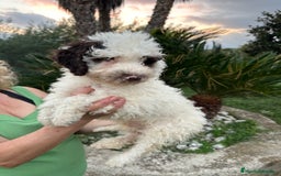 Perro de Agua Español perros en venta: Perro de Agua - Imagen 1