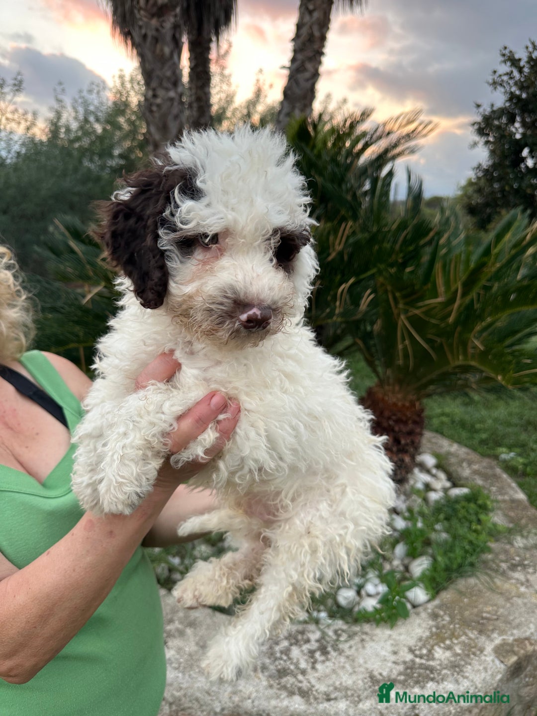Perro de Agua Español perros en venta: Perro de Agua - Imagen 1