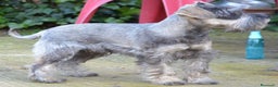 Schnauzer Miniatura perros en venta: Schnauzer miniatura sal y pimienta en Zamora - Anuncio 7