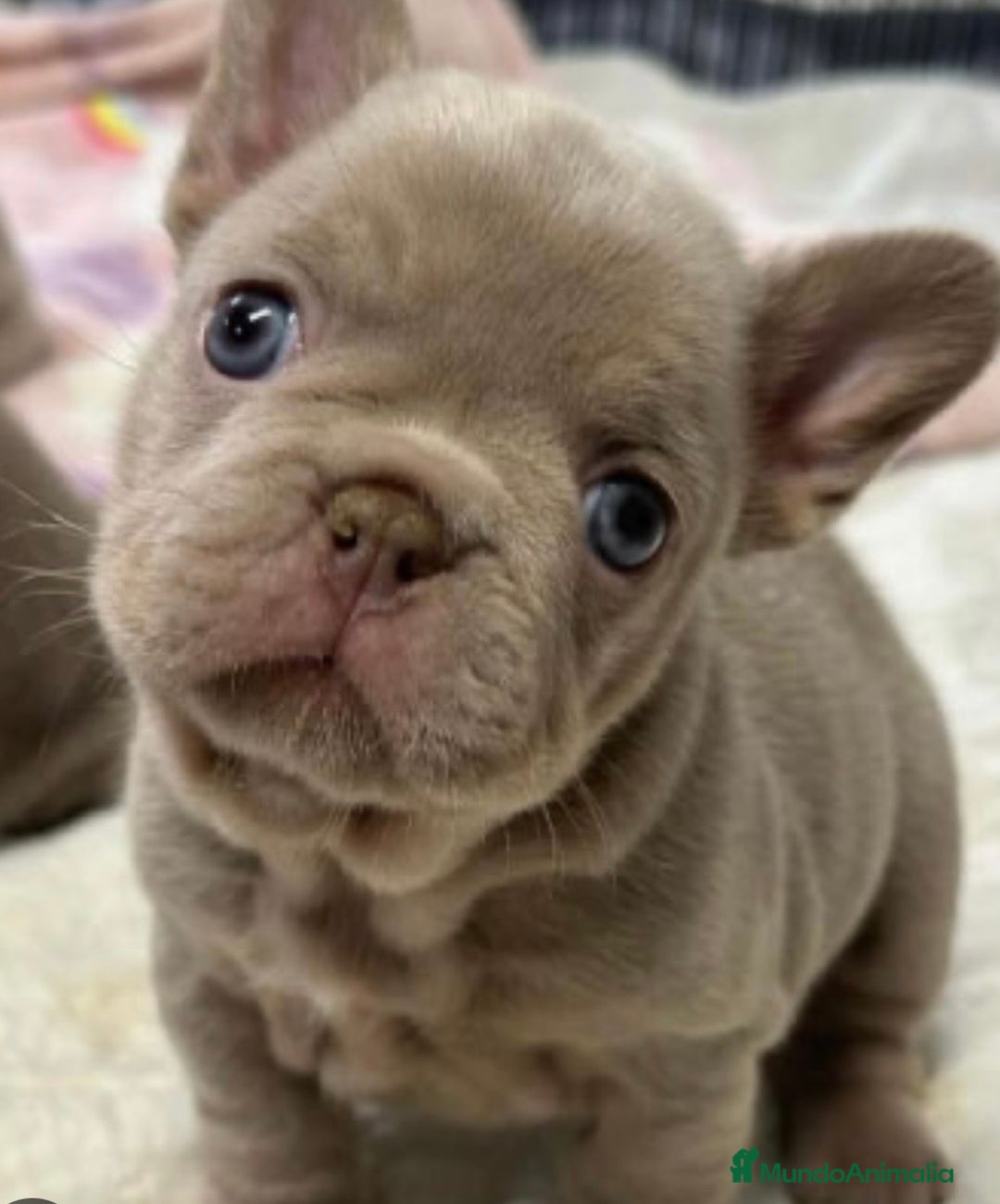 Bulldog Francés perros en venta: Preciosas Bulldog Hembra - Anuncio 2