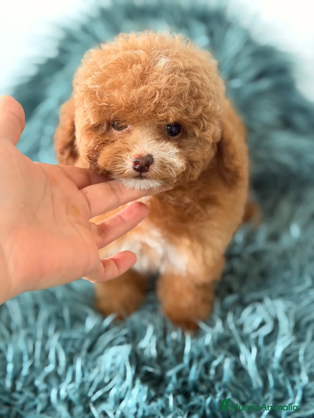 Caniche Toy perros en venta: Hembra caniche toy - Anuncio 2