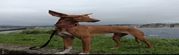 Podenco Canario perros en venta: PODENCOS CANARIOS de selección  - Anuncio 5