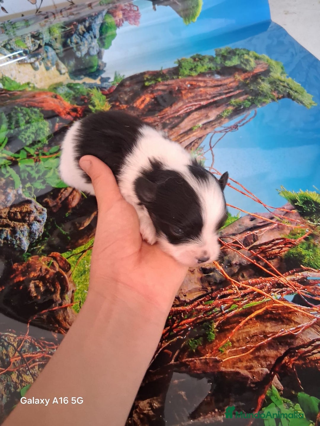 Bichón Maltés perros en venta: Maltipom machos  - Imagen 3