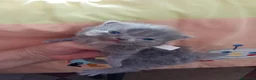 Persa gatos en venta: Gatitos persa y malayo - Anuncio 9