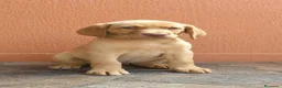 Labrador Retriever perros en venta: Hembras de labrador retriever 🐶🐾 - Anuncio 1