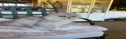 Persa gatos en venta: Gata Persa - Anuncio 4