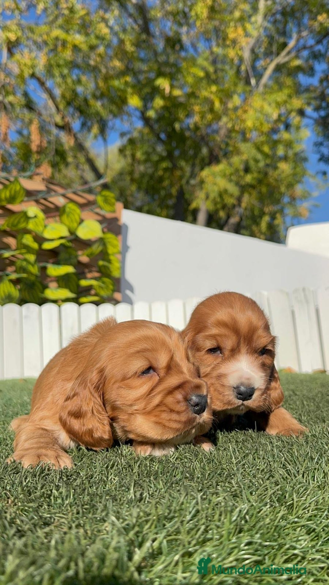 Cocker Spaniel Inglés perros en venta: COCKER SPANIEL INGLES - Anuncio 29