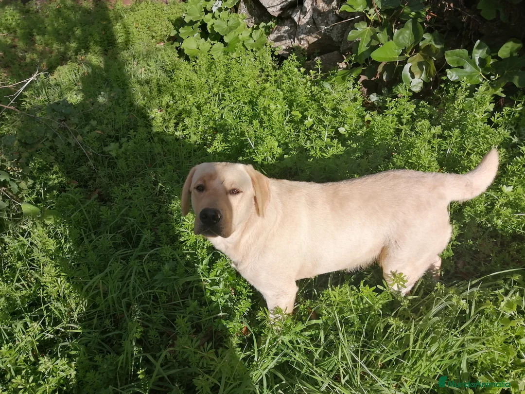 Imagen de galería {{count}}