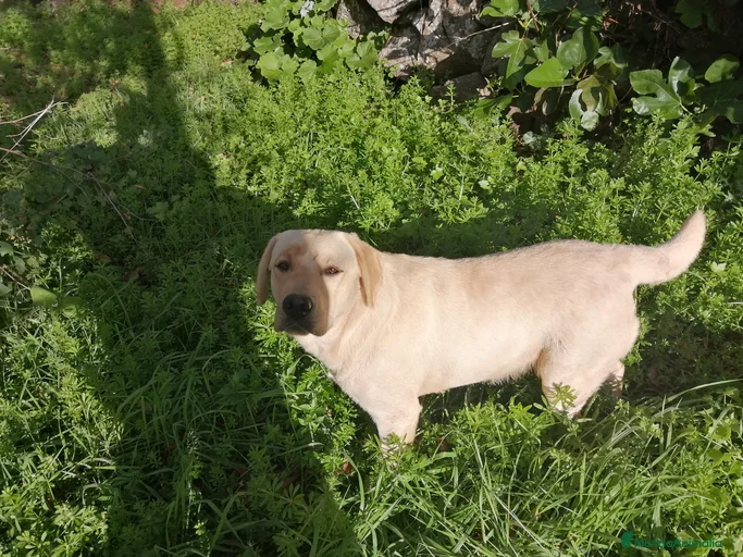 Imagen de galería {{count}}