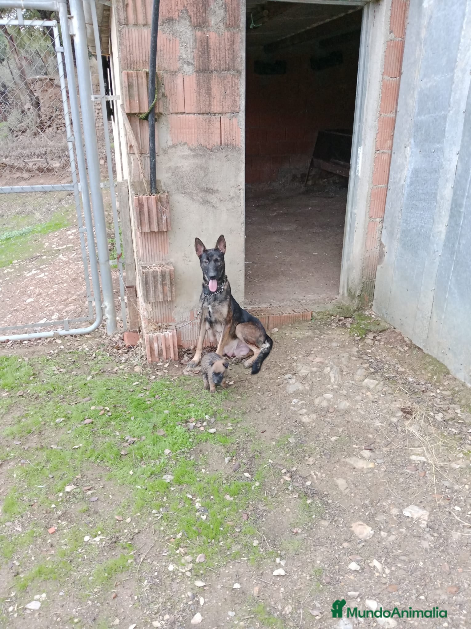 Pastor Belga Malinois perros CACHORROS DE BELGA MALINOIS  - Anuncio 30
