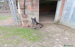 Pastor Belga Malinois perros en venta: CACHORROS DE BELGA MALINOIS  - Imagen 1