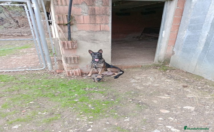 Pastor Belga Malinois perros - Anuncio 6