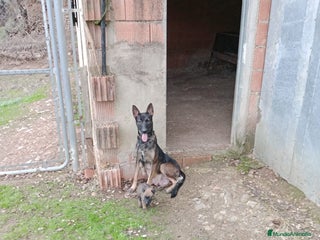 Pastor Belga Malinois perros - Anuncio 2
