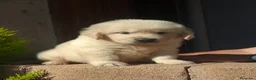 Golden Retriever perros en venta: GOLDEN RETRIEVER - Anuncio 2