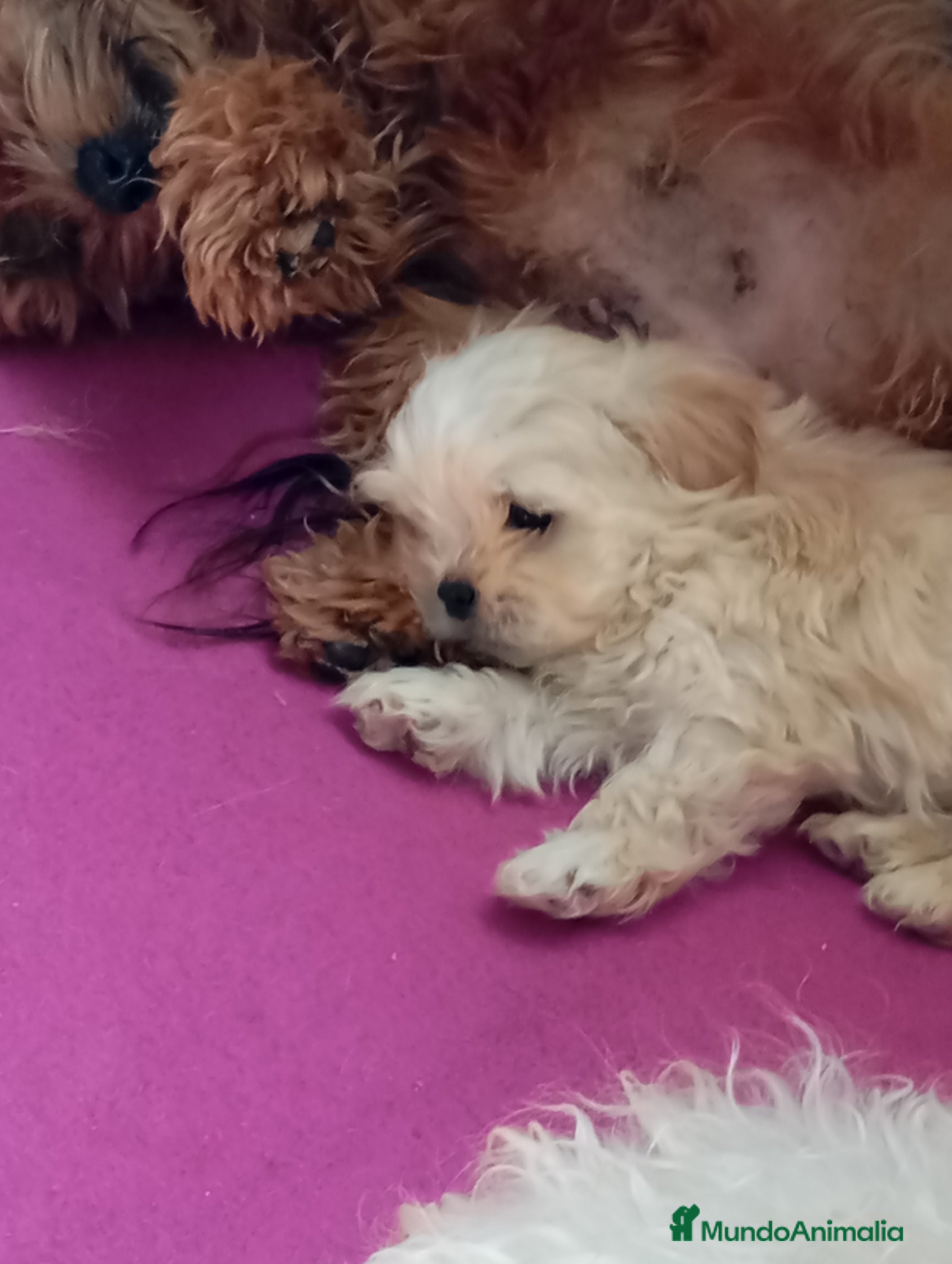 Raza Mixta perros Bichón maltés maltipoo - Anuncio 1