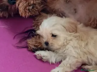 Raza Mixta perros Bichón maltés maltipoo - Anuncio 1