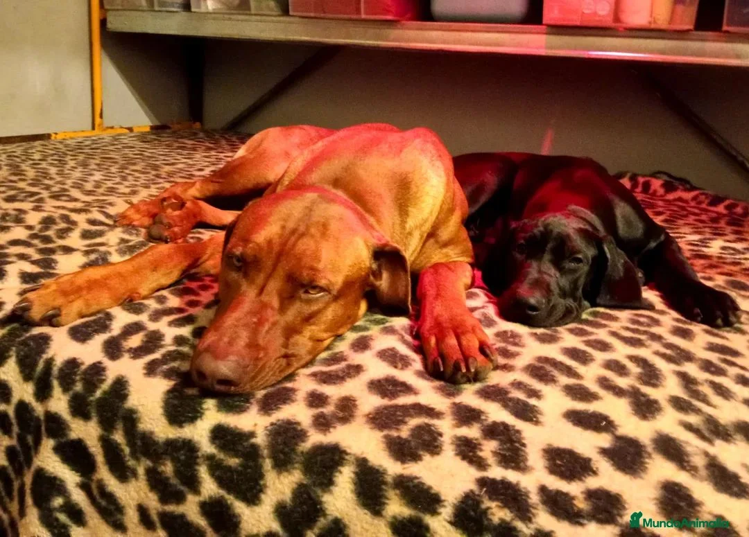 Rhodesian Ridgeback perros en venta: RHODESIAN RIDGEBACK NEGRA CRESTADAA – 8 MESES - Anuncio 2