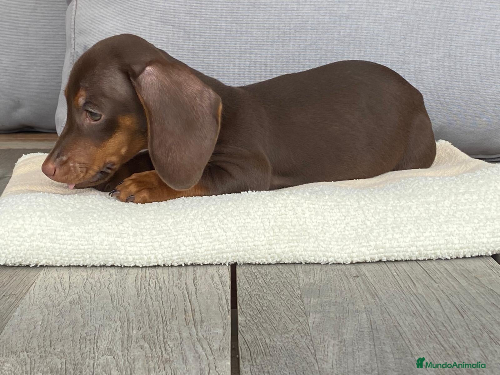 Teckel Miniatura perros TECKEL MINI - CHOCOLATE FUEGO 🐾 - Anuncio 1