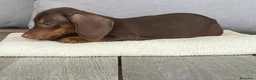 Teckel Miniatura perros en venta: TECKEL MINI - CHOCOLATE FUEGO 🐾 en Barcelona - Anuncio 1