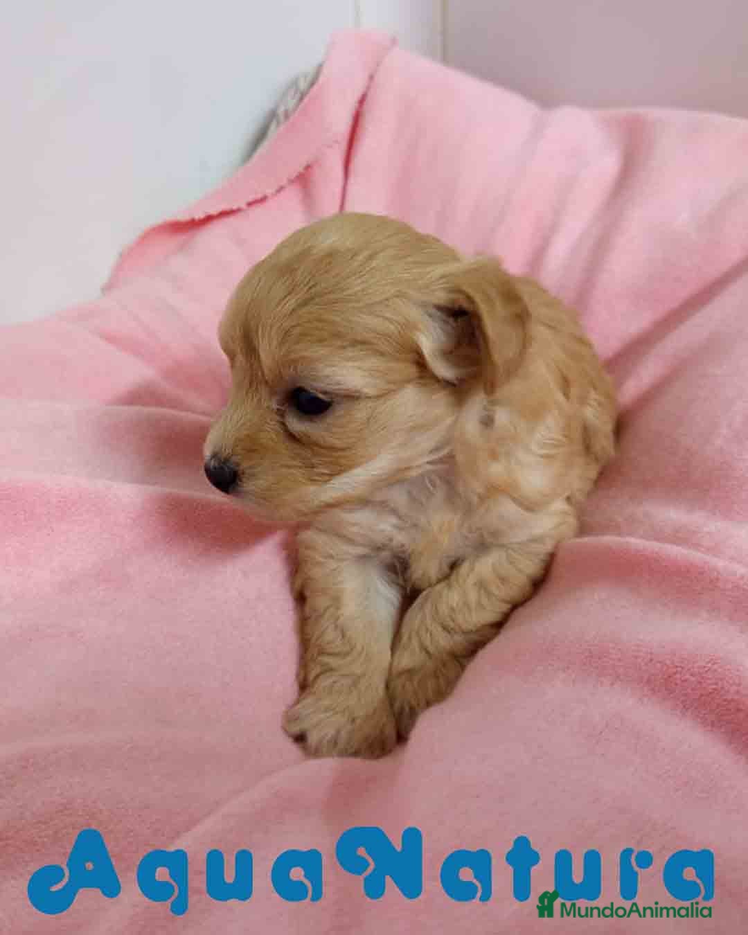 Raza Mixta perros en venta: Havapoo Hembra 3 de Leo y Alejo AQUANATURA - Imagen 3