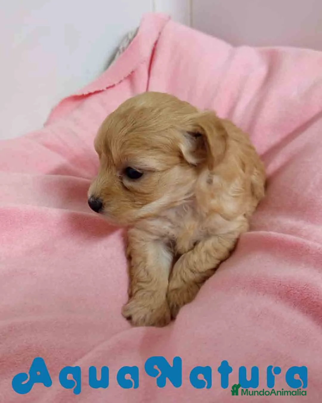 Raza Mixta perros en venta: Havapoo Hembra 3 de Leo y Alejo AQUANATURA - Anuncio 3