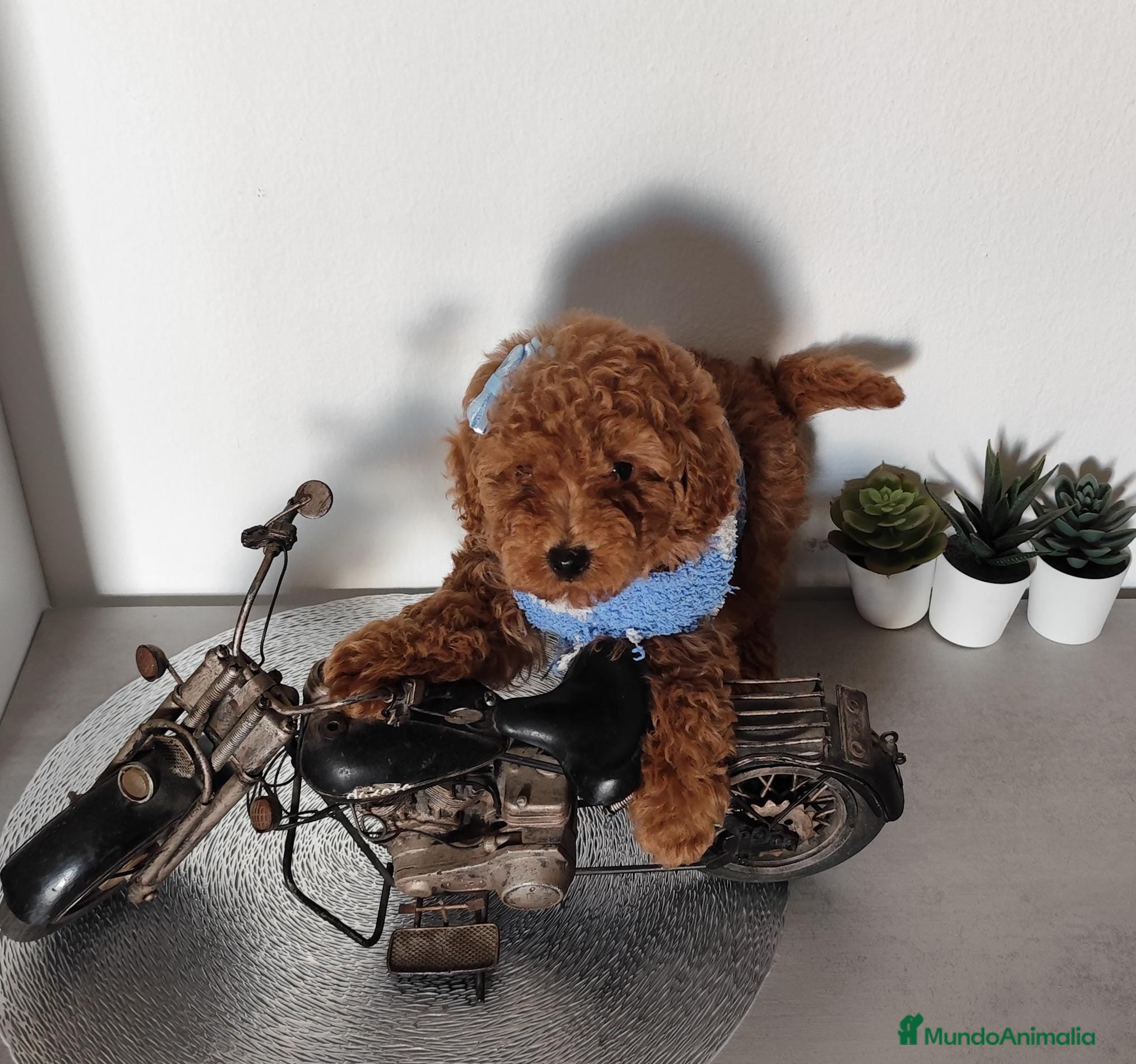 Caniche Toy perros CANICHE HEMBRA ROJA  en Madrid - Anuncio 6