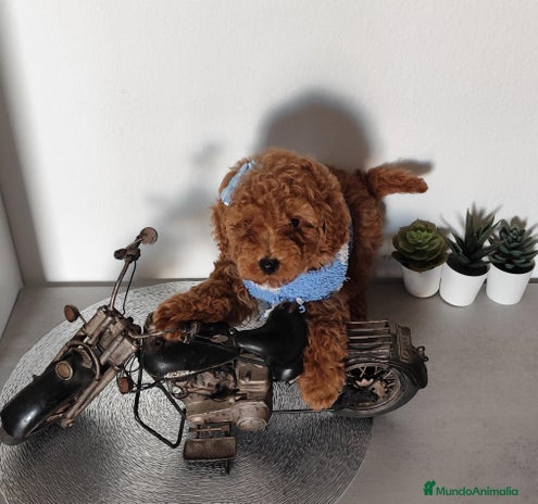 Caniche Toy perros en Madrid - Anuncio 2