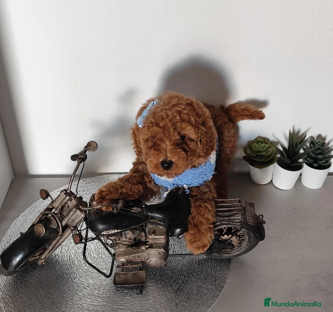 Caniche Toy perros en venta: CANICHE HEMBRA ROJA  en Madrid - Anuncio 1