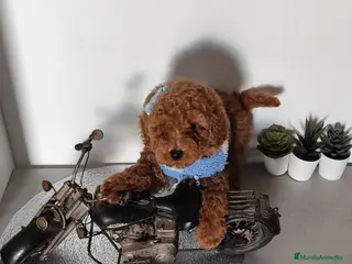 Caniche Toy perros CANICHE HEMBRA ROJA en Madrid - Anuncio 3