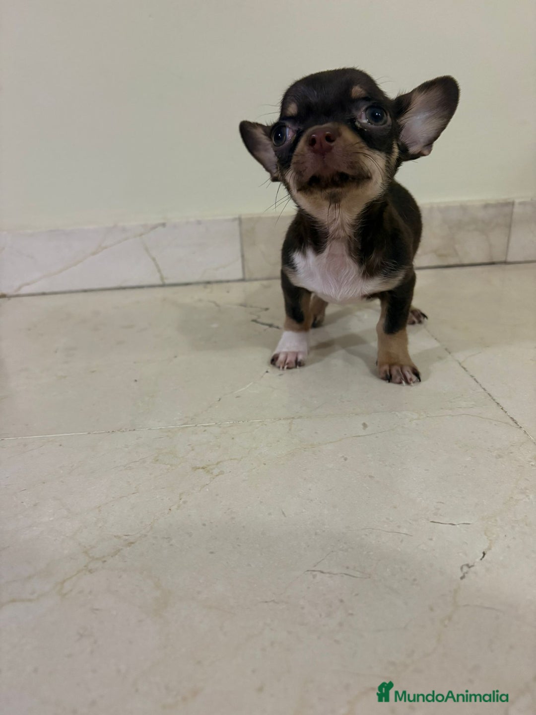 Chihuahua perros en venta: Chihuahua mini toy chocolate  - Anuncio 6