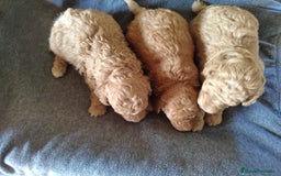 Caniche Toy perros en venta:  Nueva Camada de Caniche Toy - Imagen 4