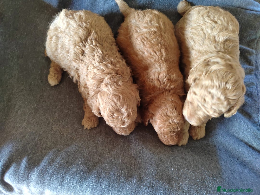 Caniche Toy perros en venta:  Nueva Camada de Caniche Toy - Imagen 4