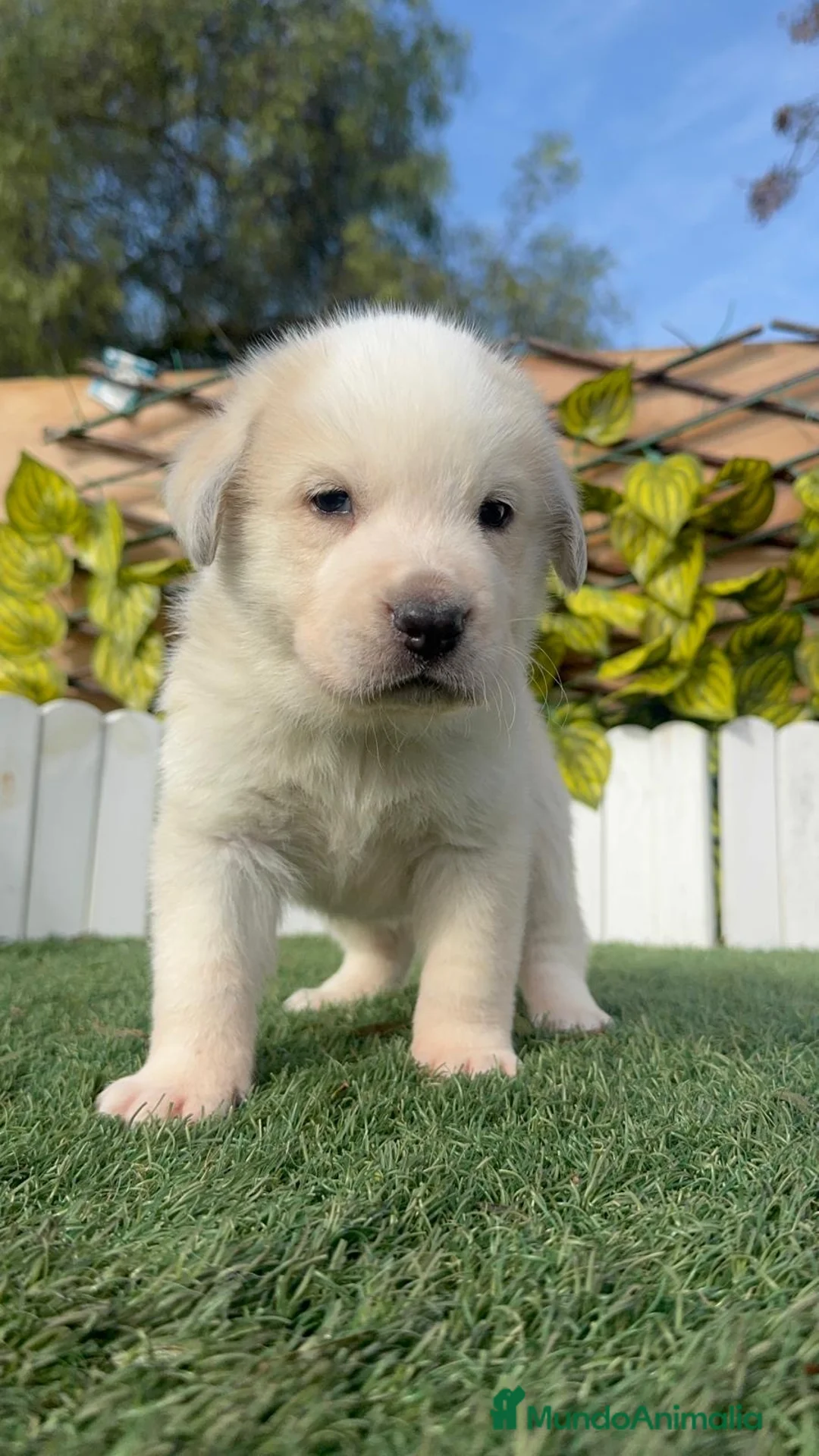 Mastín Español perros en venta: MASTIN ESPAÑOL - Anuncio 1