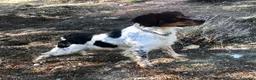 Épagneul Breton perros en venta: Epagneul bretón  - Anuncio 7