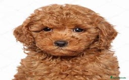 Caniche Toy perros en venta: Preciosos caniche disponibles ✨ - Imagen 1