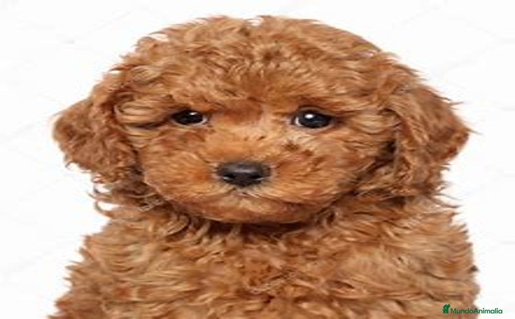 Caniche Toy perros - Anuncio 2